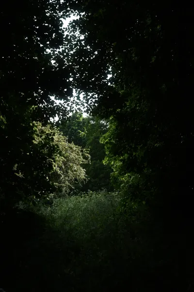 DSC_5939 (Large).JPG